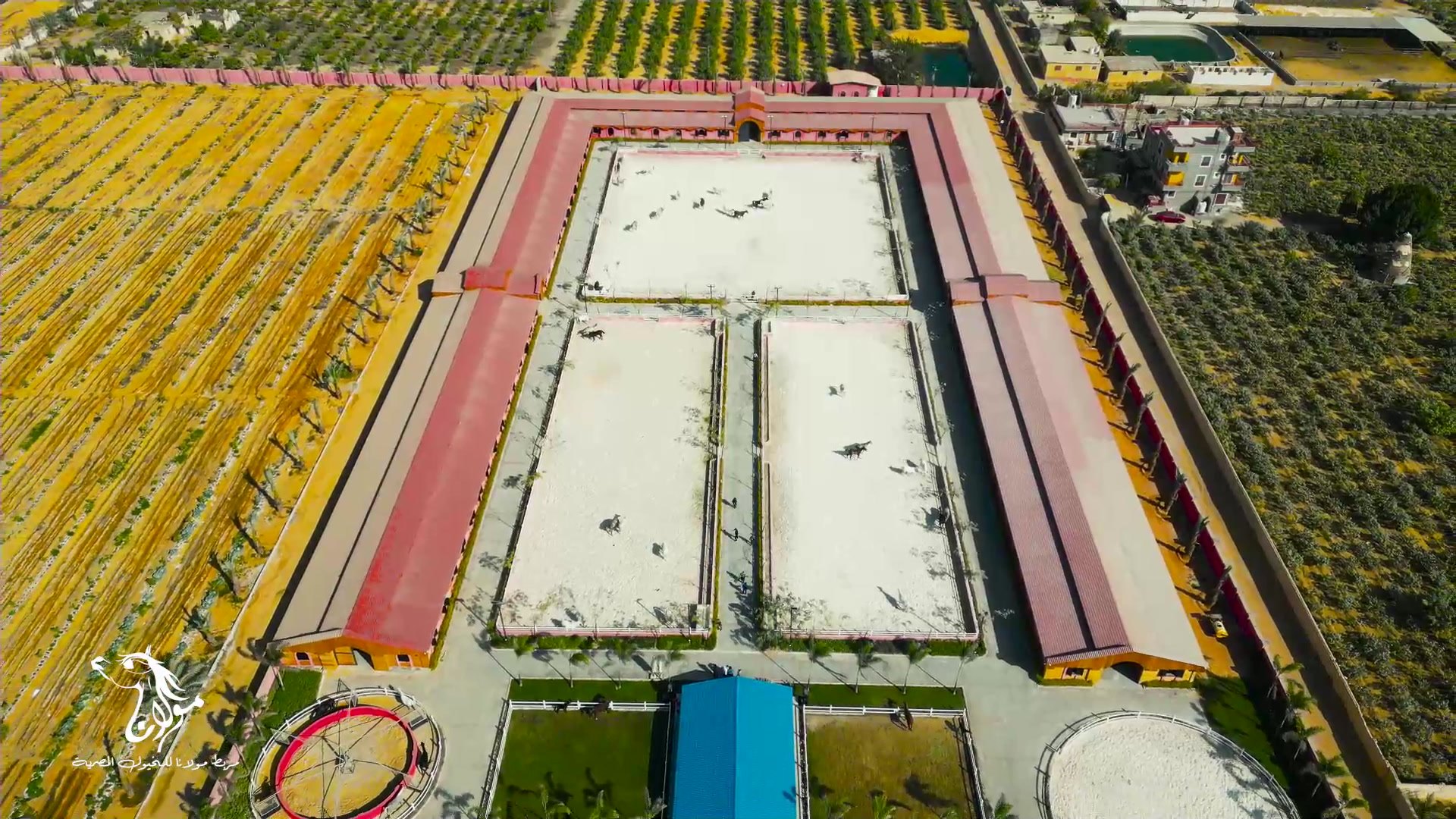 Aerial view of Maulana Stud: two long burgundy-roofed stable ranges facing each other across three large pale sand arenas, with horses at liberty, lined by palms and enclosed by a burgundy boundary wall, Cultivated fields lie beyond one side; neighbouring houses and orchards beyond another.