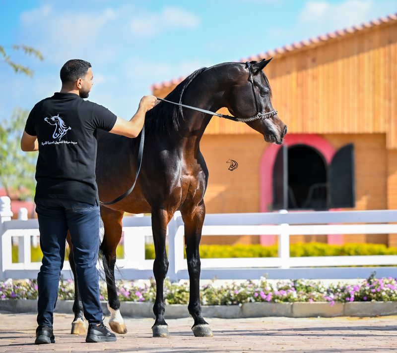 A handler in a Maulana Stud polo shirt presenting a dark bay Arabian in hand beside the timber barn, the horse stretched and standing to attention.