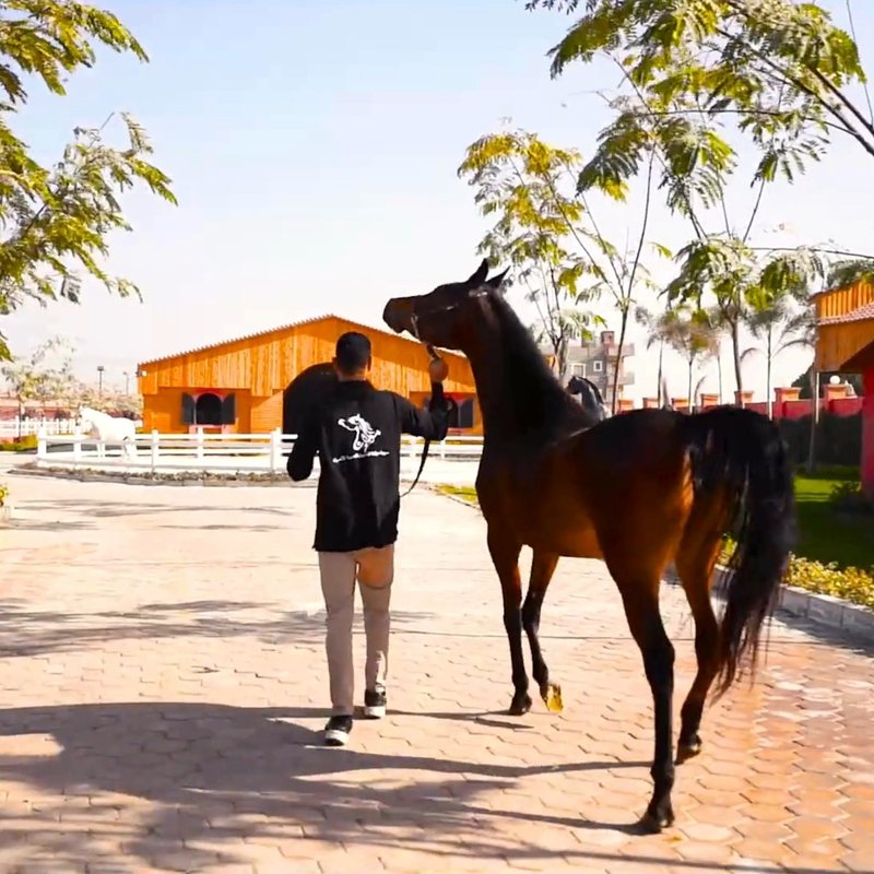 A handler leading a bay Arabian along the brick path between the paddocks, trees and the stable range beyond.