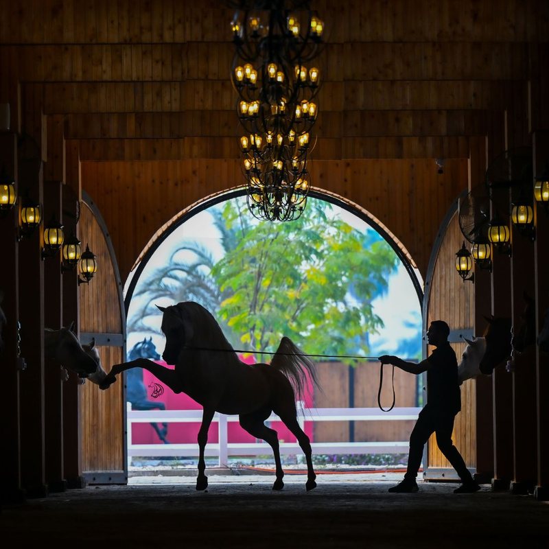 A horse and handler in silhouette against the bright arched doorway at the end of the stable aisle, an iron chandelier and lanterns overhead.