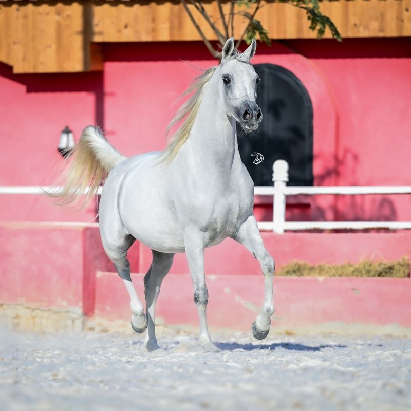 A grey Arabian trotting at liberty, tail up, against the burgundy wall and the dark arched stall openings.