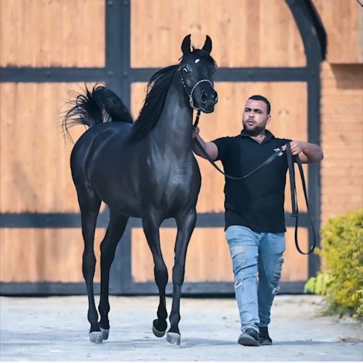 A handler walking a near-black Arabian past the timber building, the horse striding out beside him.