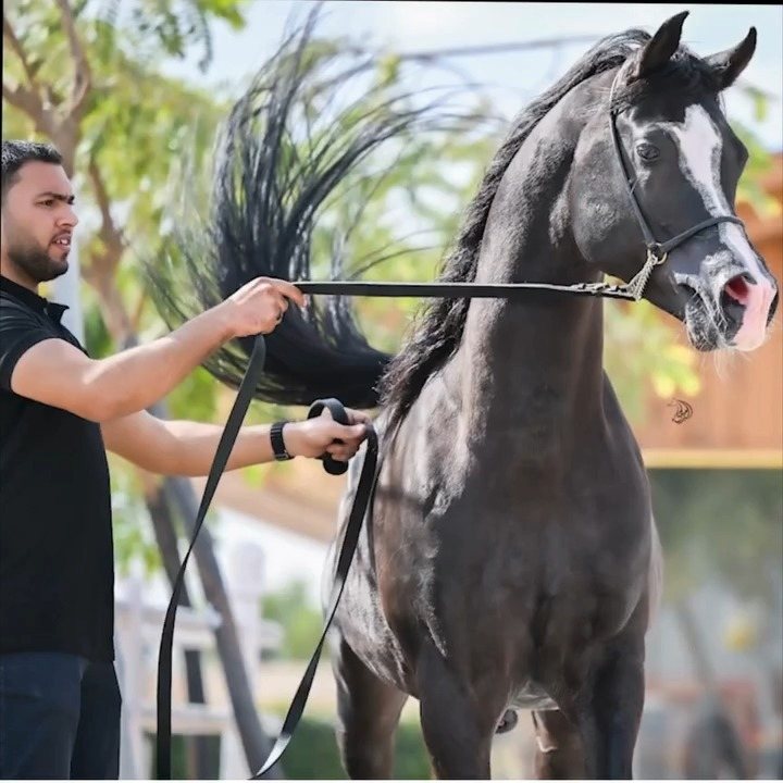 A dark Arabian with its tail carried high, handler holding the rein, the stable timber behind.