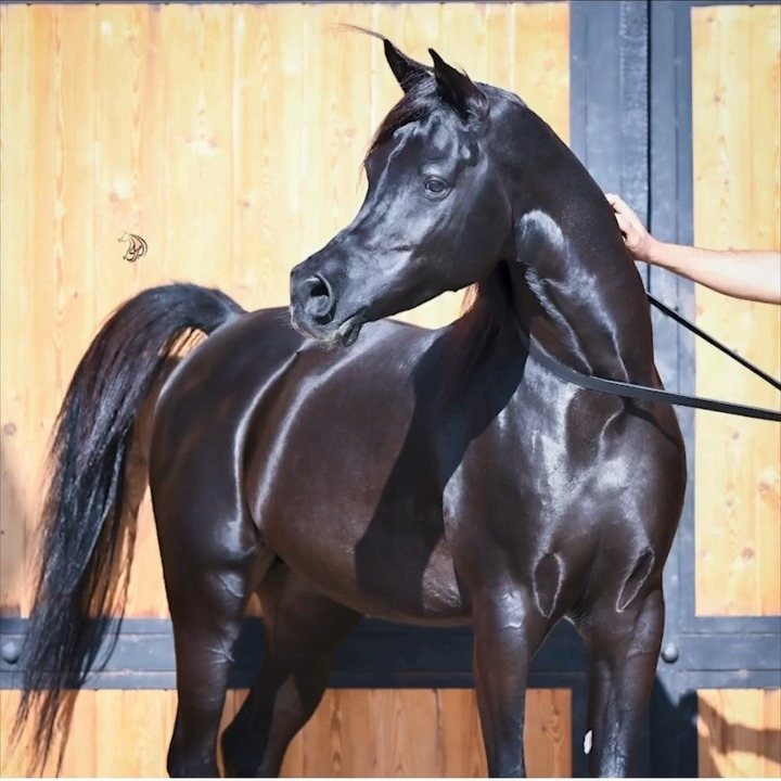 A dark bay Arabian seen from behind, turning its head back toward the handler, timber wall behind.