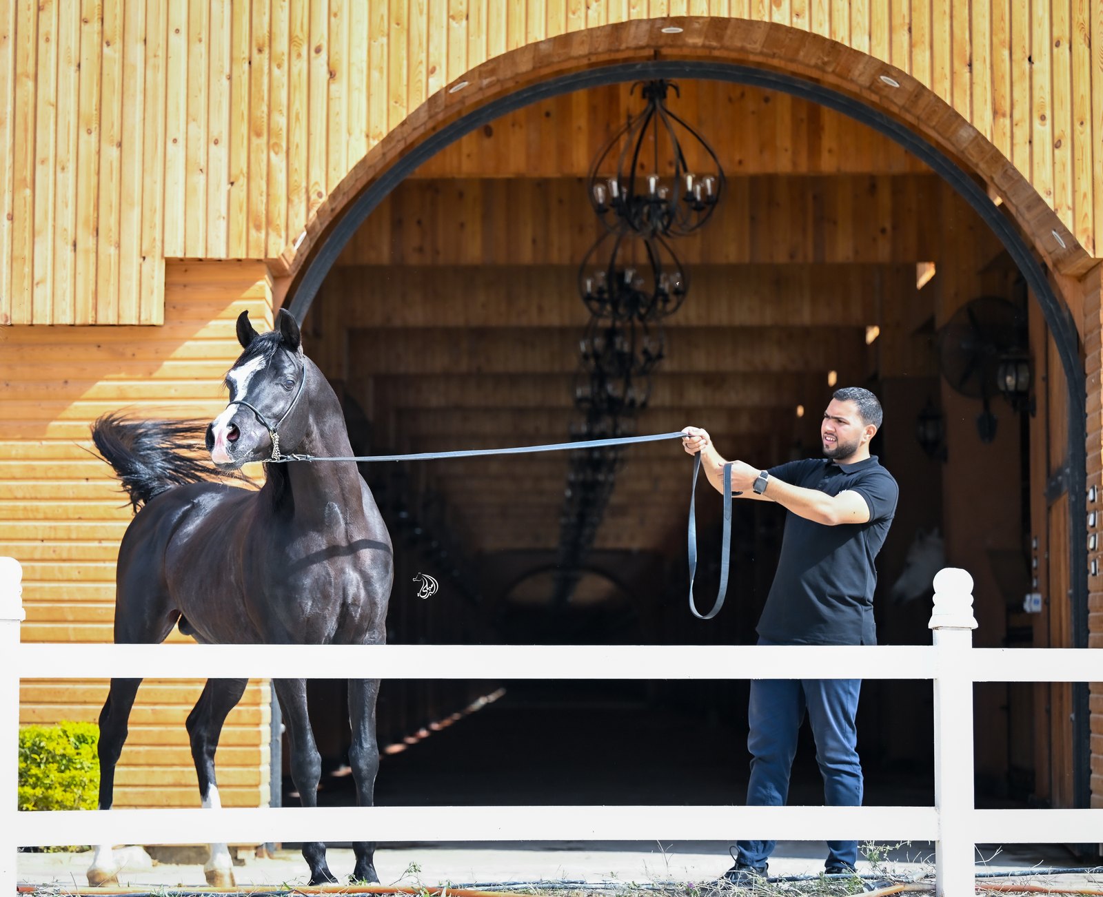 A black Arabian standing alert on a long rein held by a handler, in front of the tall timber arch of the stable, an iron chandelier hanging in the shadow beyond.